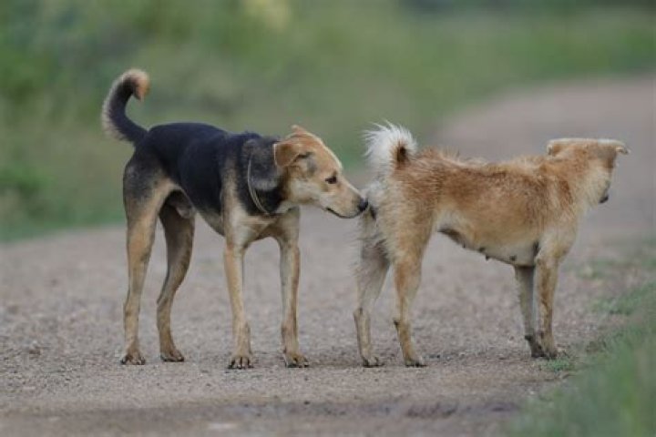 How do I care for my dog after mating?