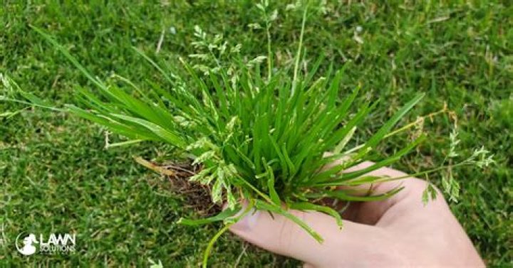 How do I get my grass green in the winter?