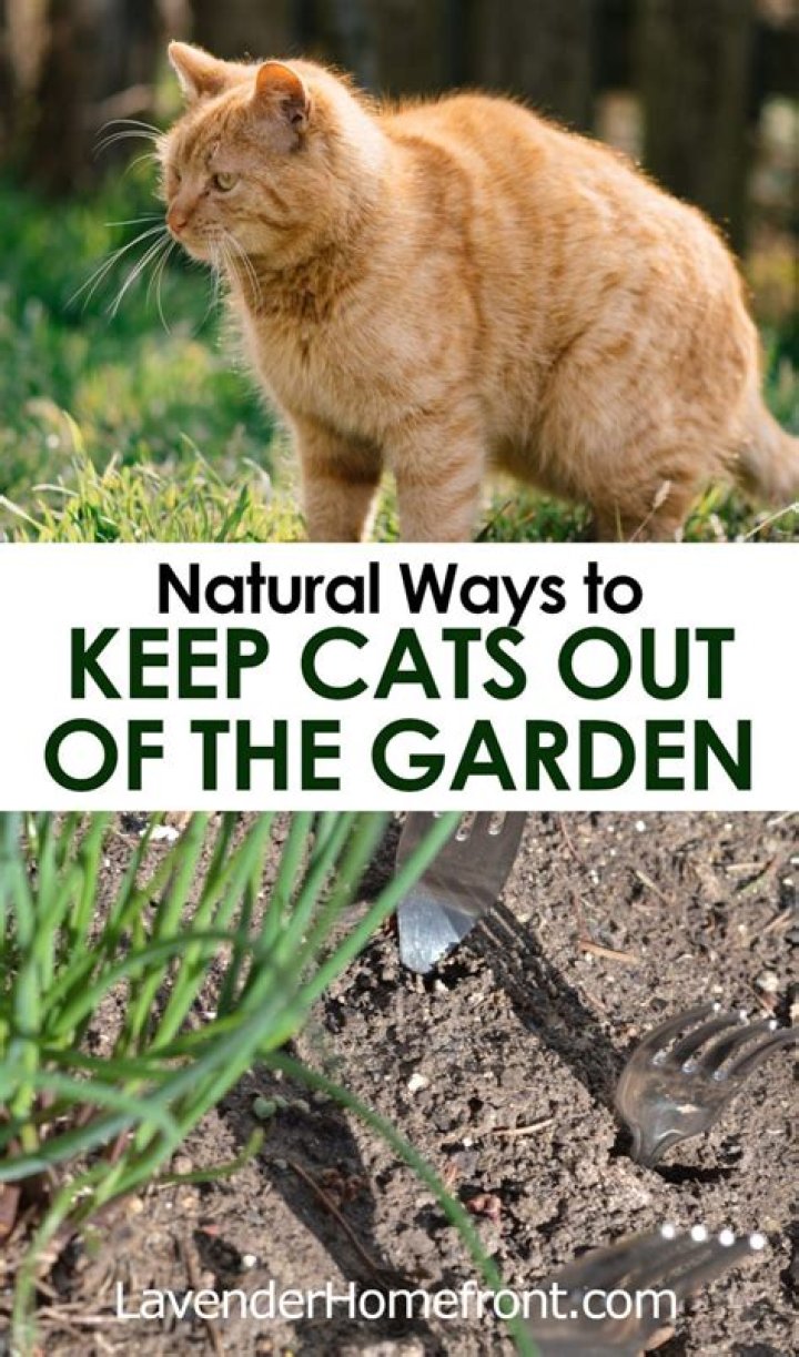 How do I get rid of cats in my yard permanently?