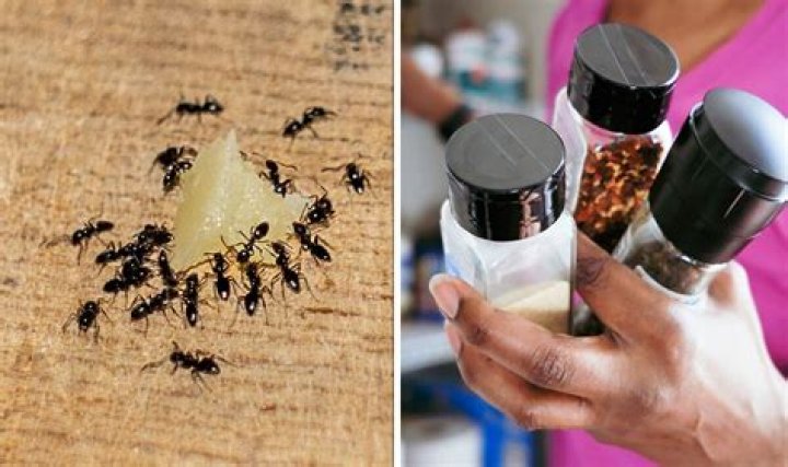 How do I get rid of tiny ants on my counter?