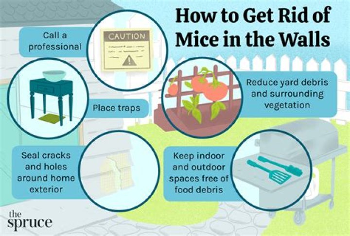 How do I get rodents out of my walls?