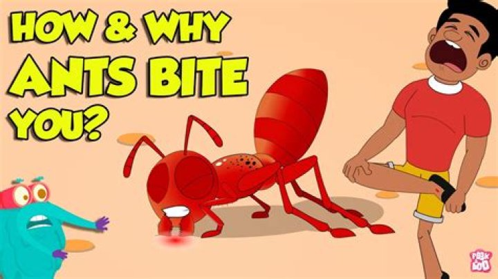 How do I keep ants off my bed?