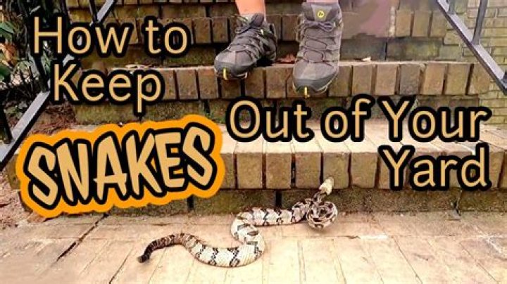 How do I keep snakes out of my pool and yard?