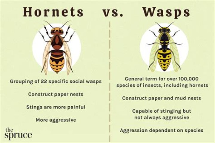 How do I keep wasps away?