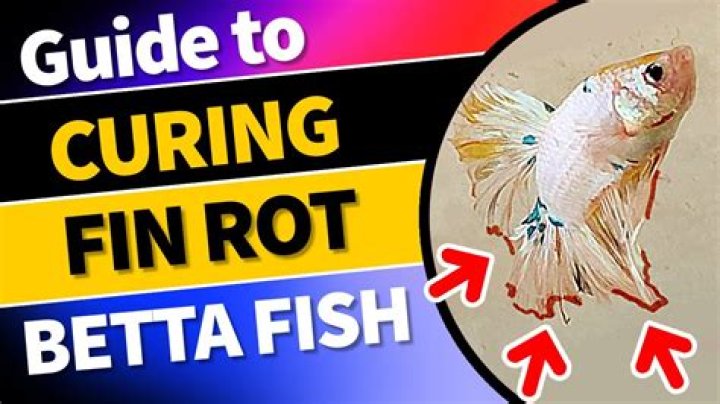 How do I know if my betta is cold?