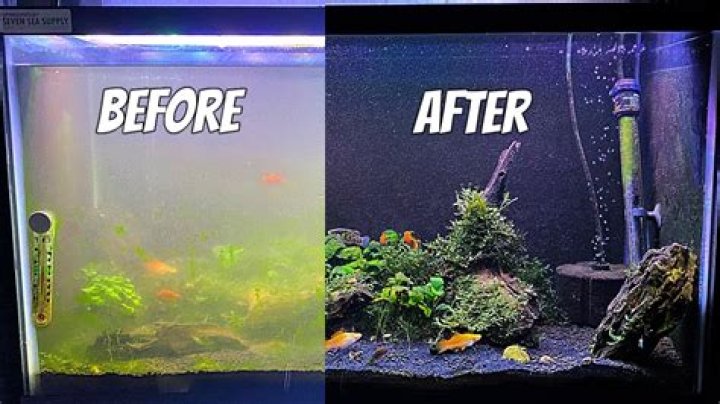 How do I know if my fish tank is healthy?