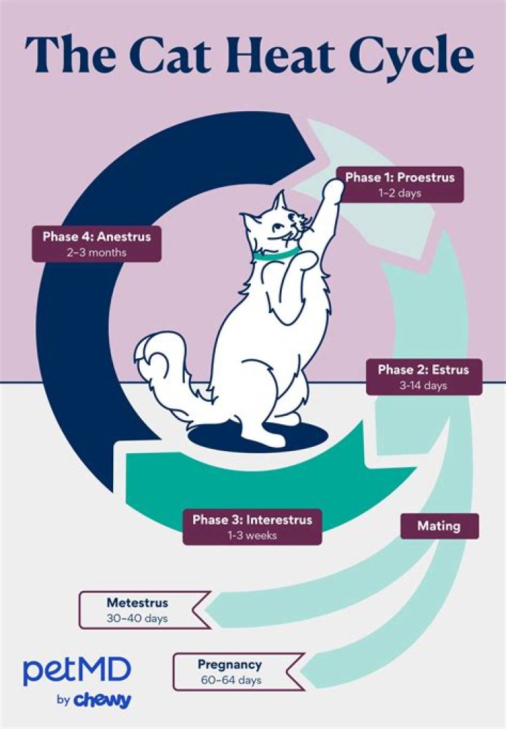 How do I know if my male cat has reached puberty?