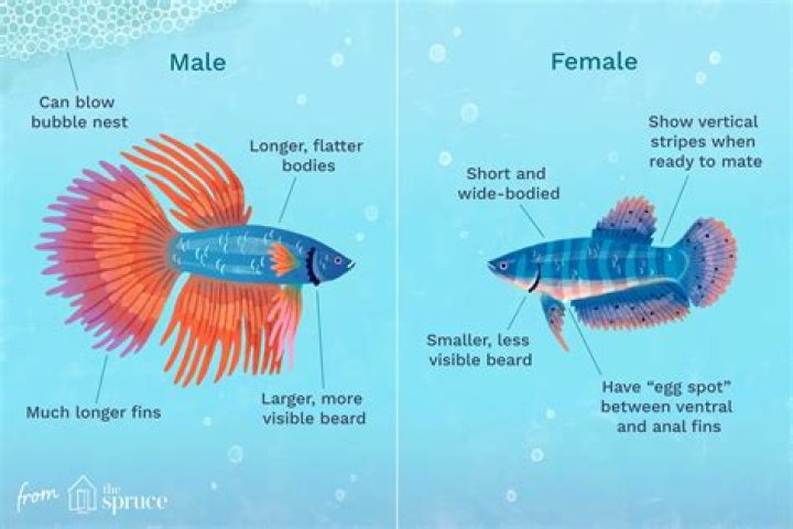 How do I know my fish are hungry?