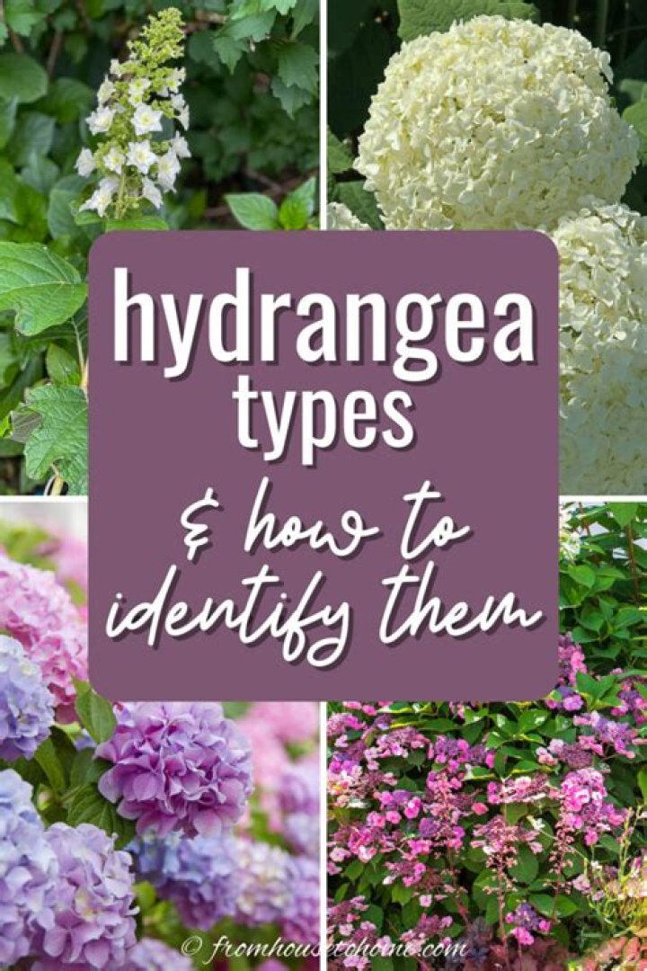 How do I know what type of hydrangea I have?