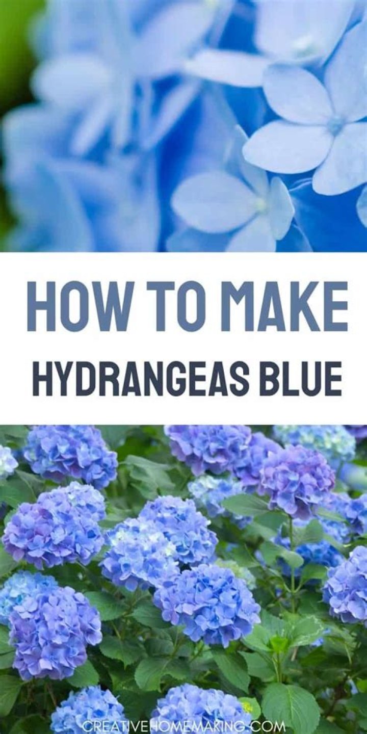 How do I make my hydrangeas dark blue?