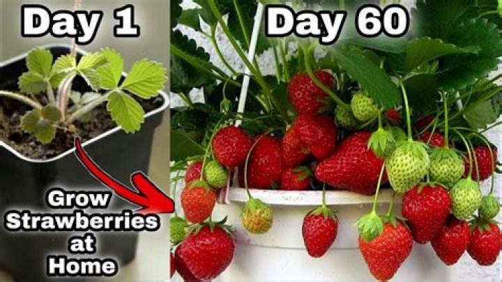 How do I make my strawberries tasty?