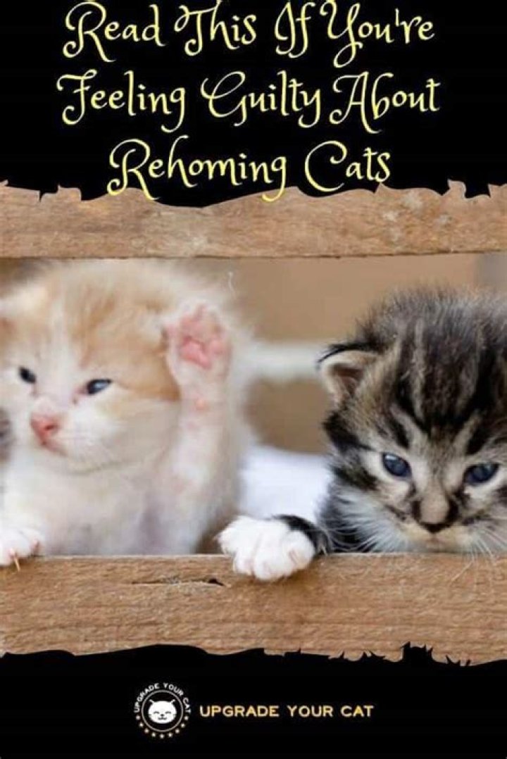 How do I stop feeling guilty for rehoming my cat?