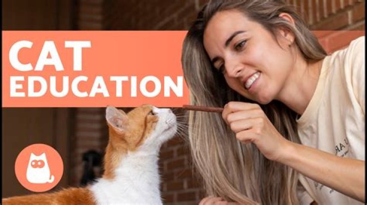 How do I teach my cat to respond to his name?