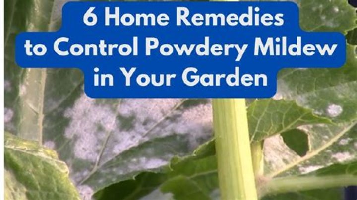 How do indoor plants get powdery mildew?