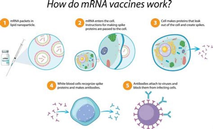 How do mRNA vaccines work?