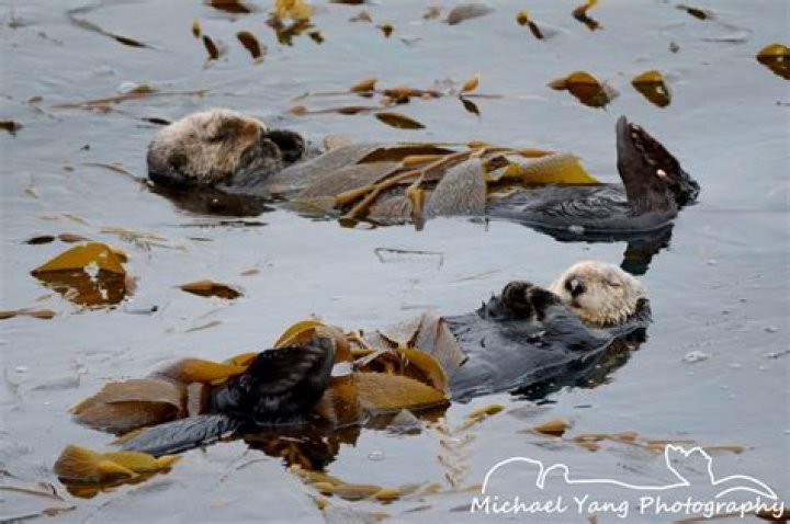 How do otters sleep?
