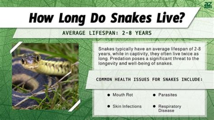 How do snakes survive in wine?