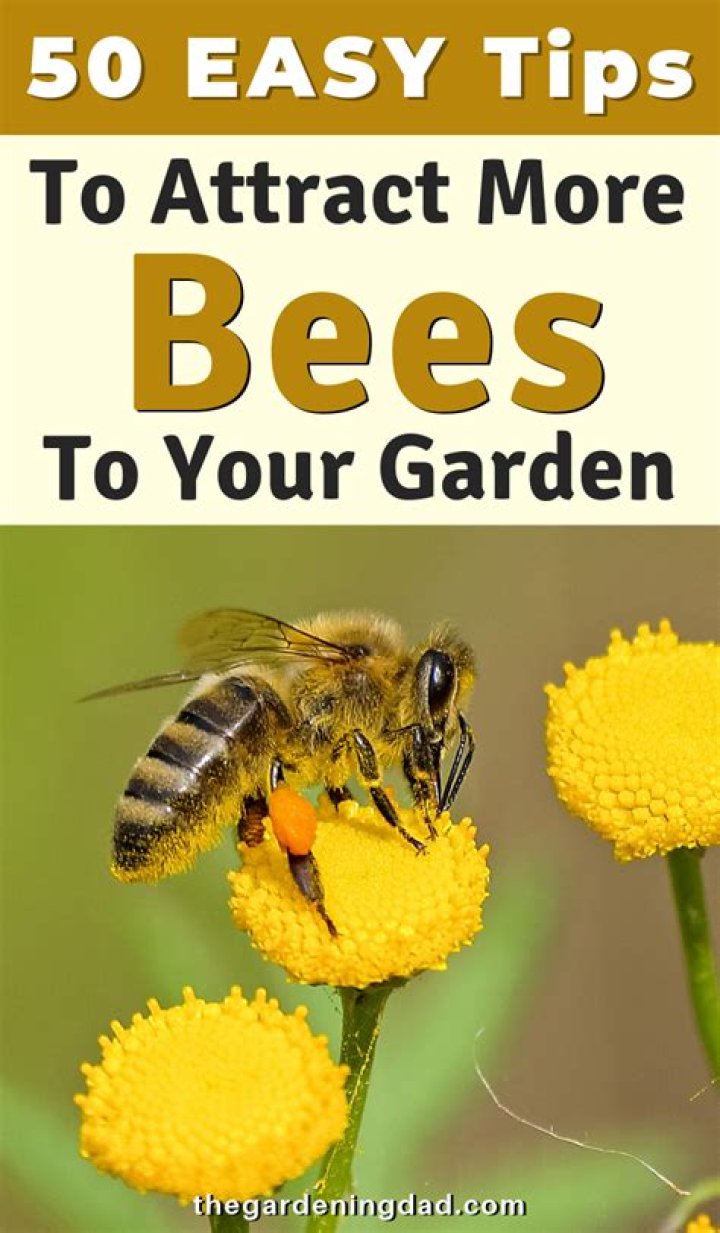 How do you attract bees quickly?