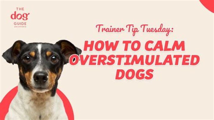 How do you calm an overstimulated dog?
