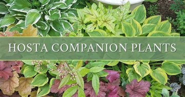 How do you care for hostas after they bloom?