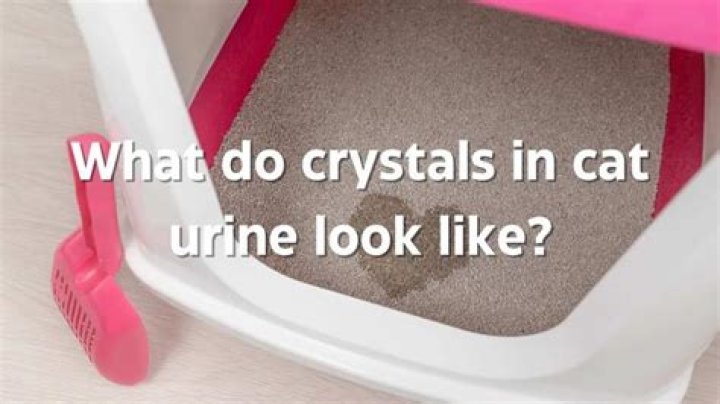 How do you dissolve crystals in cats naturally?