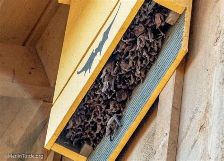 How do you find a bat hiding in your house?