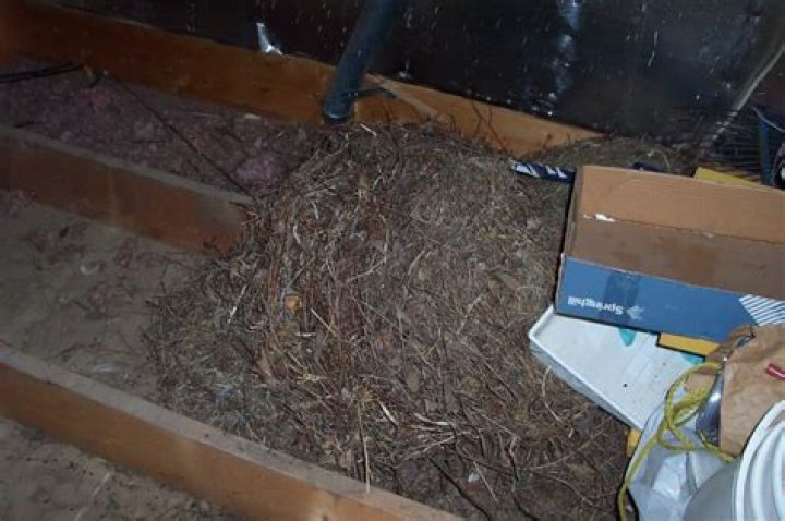 How do you find a mouse nest in your house?