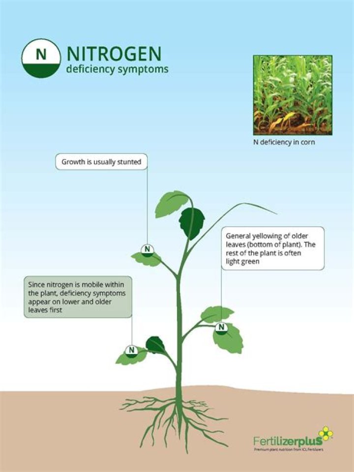How do you fix nitrogen deficiency in soil?