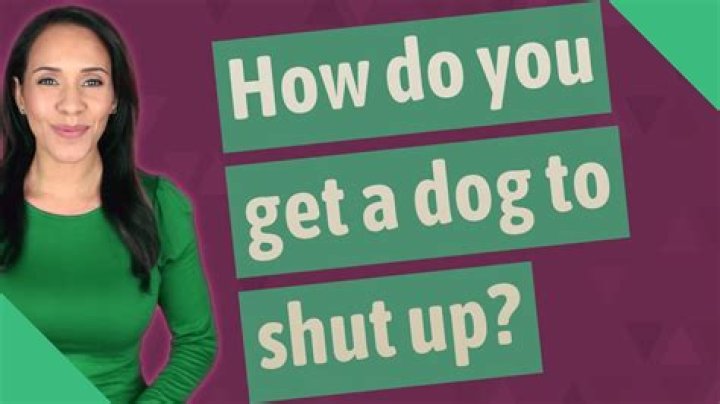 How do you get a dog to shut up?
