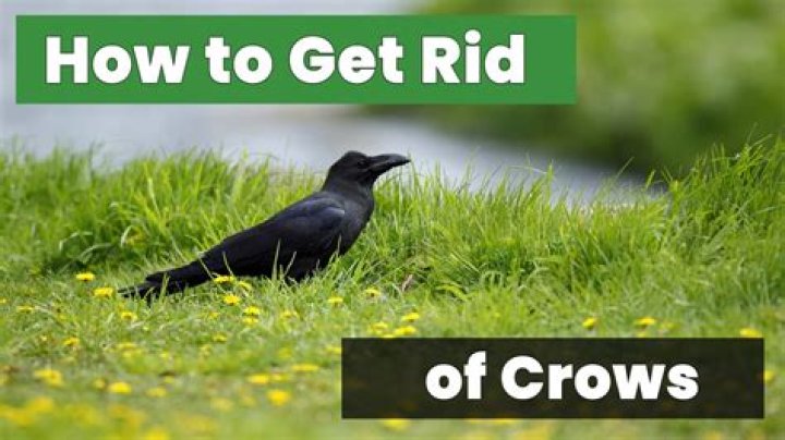 How do you get crows to shut up?