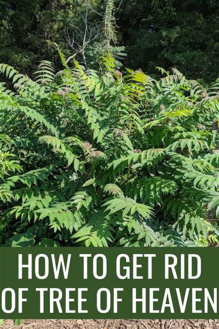 How do you get rid of tree rats?