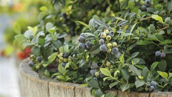 How do you grow a blueberry tree?