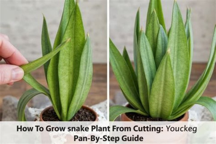 How do you grow a snake plant from a cutting?
