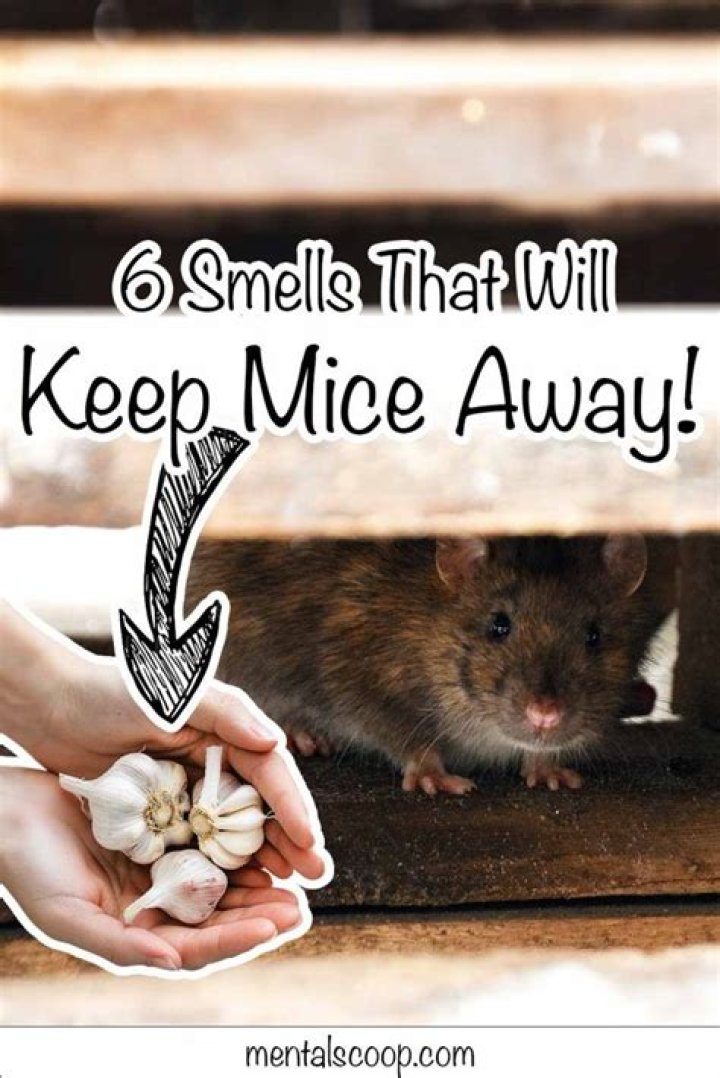 How do you keep mice away?