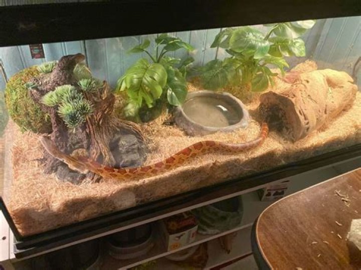 How do you keep snakes warm without a heat lamp?