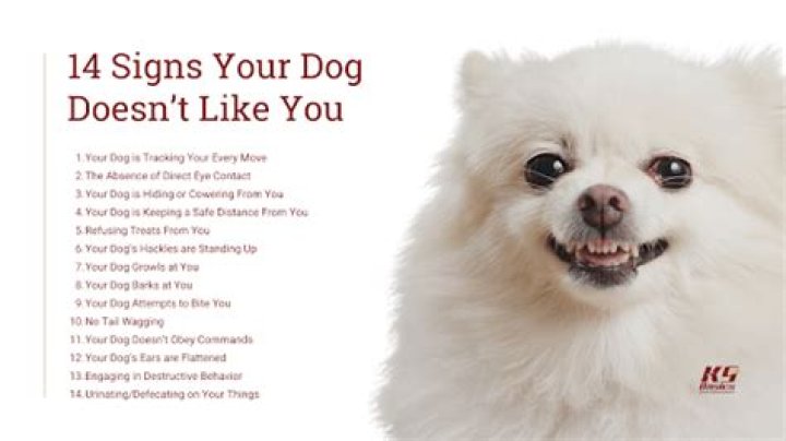 How do you know if a dog doesn't like its owner?