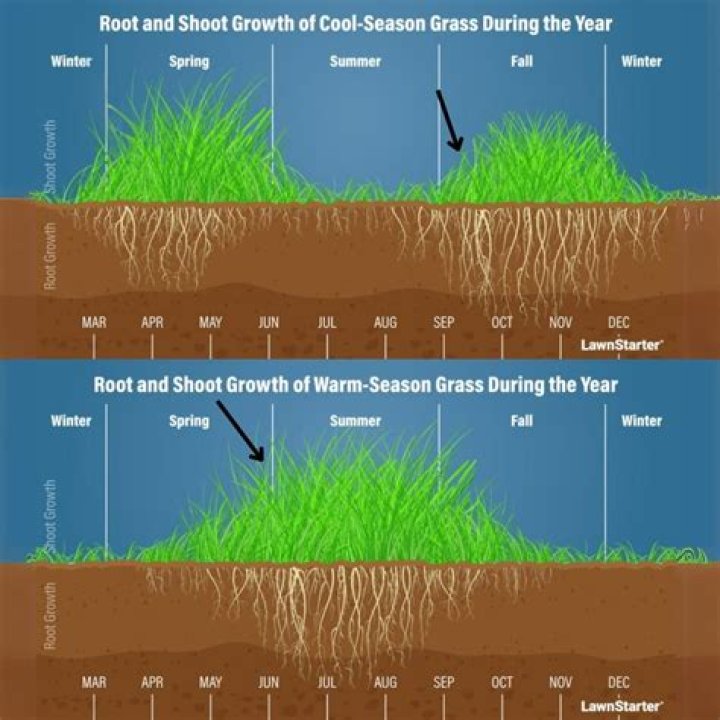 How do you know if grass seed is germinating?