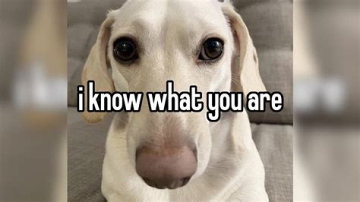 How do you know when your dog is protecting you?