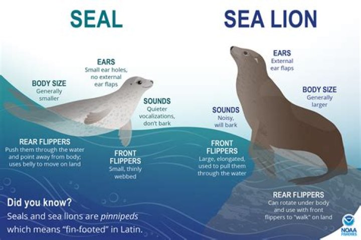 How do you live like a SEAL?