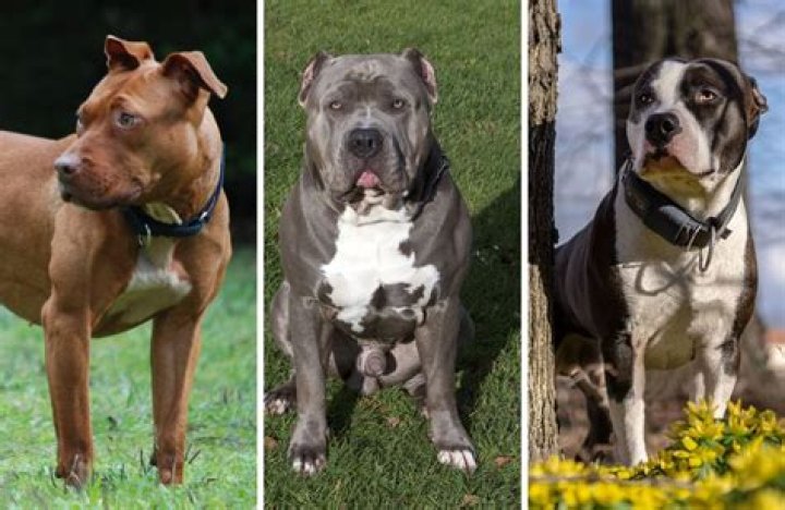 How do you make a pitbull blue?