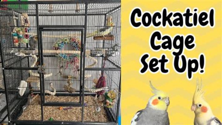 How do you play with a cockatiel?