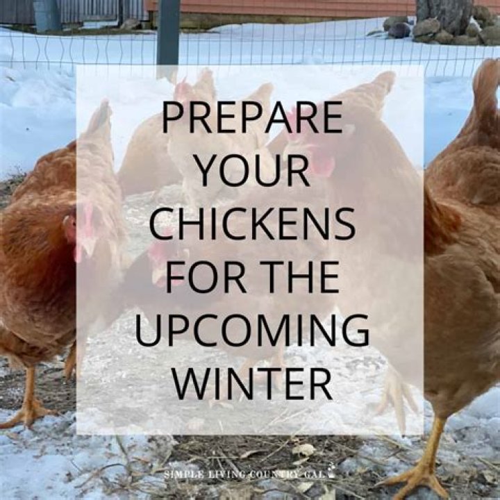 How do you prepare chickens for the winter?