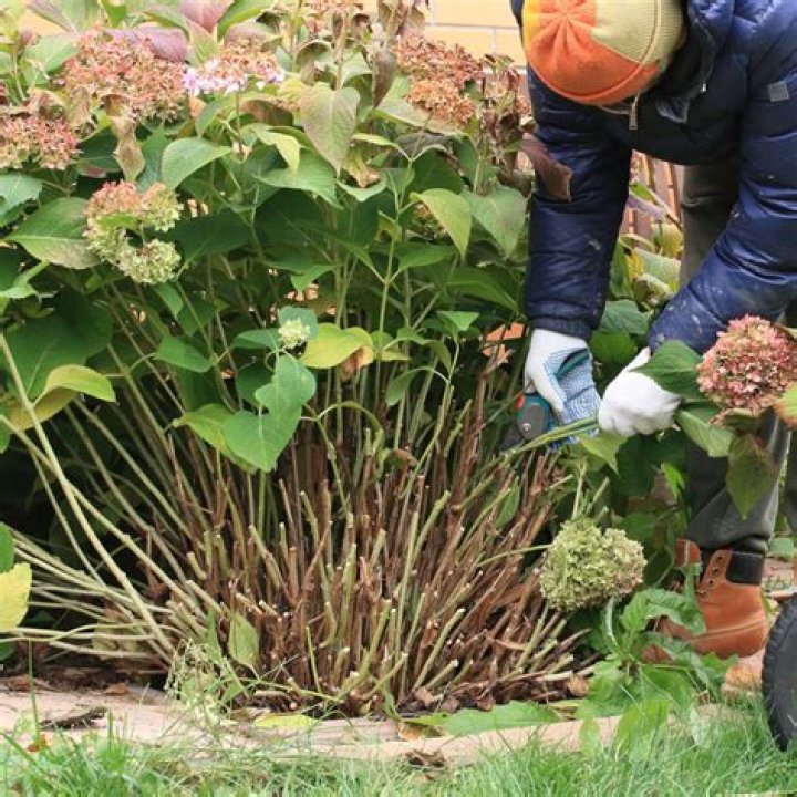 How do you prepare hydrangeas for the winter?
