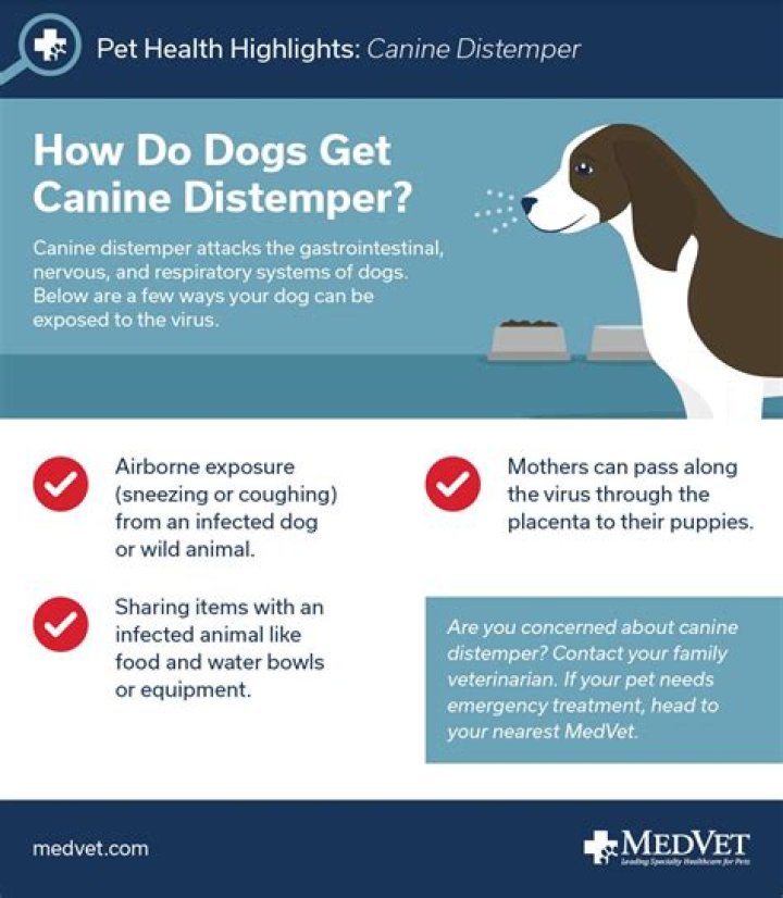 How do you prevent distemper in dogs?