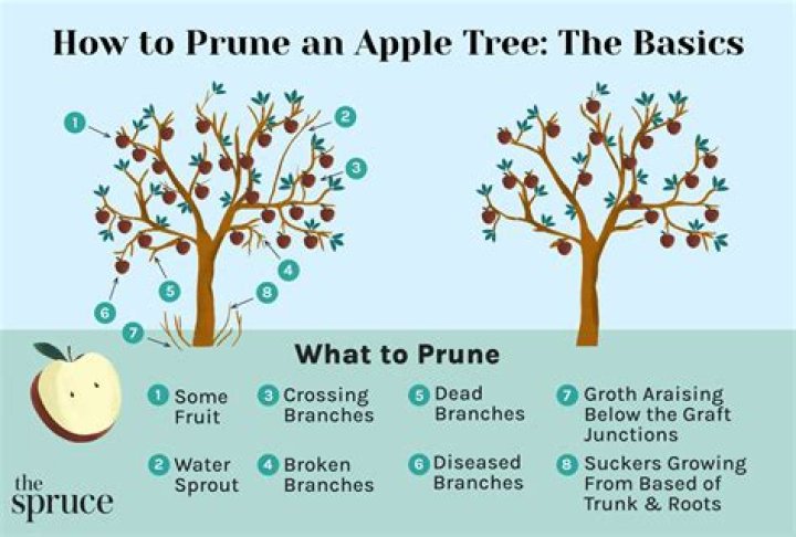 How do you prune a tree that has been topped?