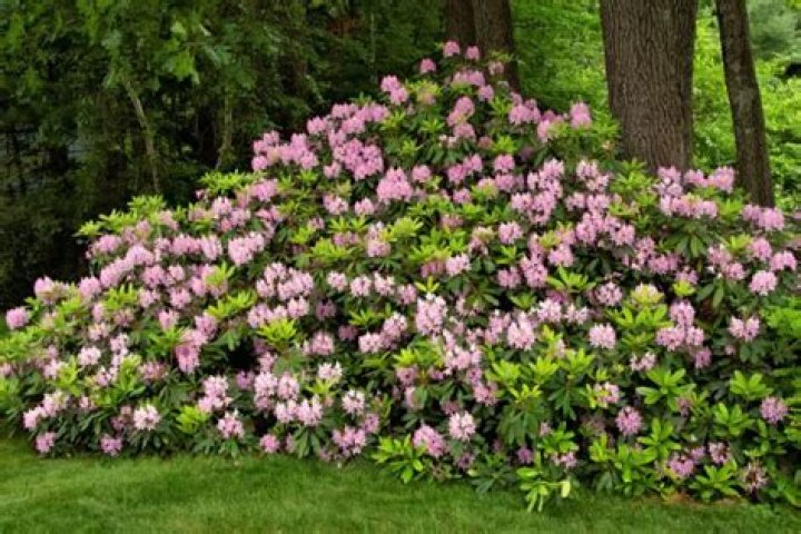 How do you prune rhododendrons in the winter?