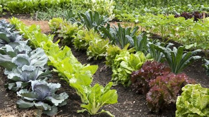 How do you rat proof a vegetable garden?