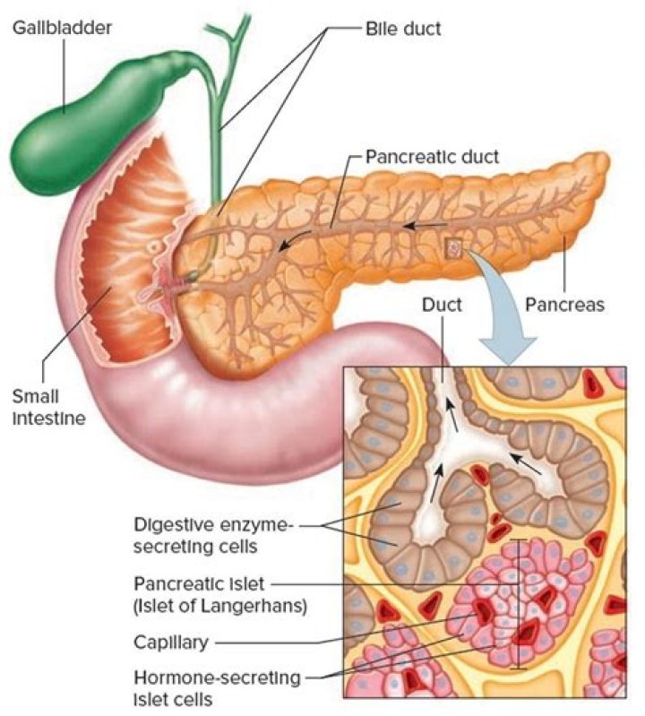 How do you rest your pancreas?
