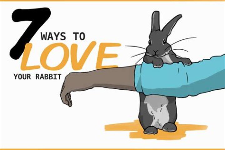 How do you show your rabbit you love them?