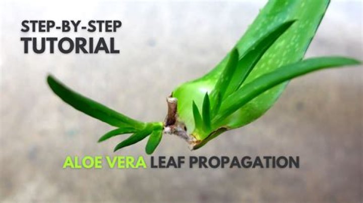 How do you store aloe vera leaves after cutting?